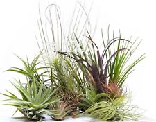 Tillandsia airplant pack for sale  DRONFIELD