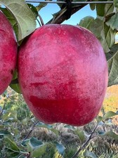 Santiam red giant for sale  Aumsville