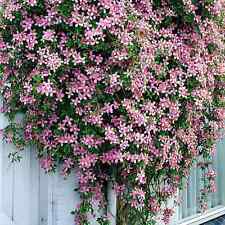 Clematis montana rubens for sale  BALLYMENA