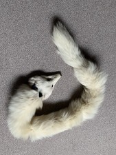 Blau fuchs kragen gebraucht kaufen  Donauwörth