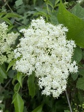 Organic american elderberry for sale  Houston