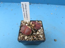 Lithops bromfieldii gluadinae for sale  BIRMINGHAM