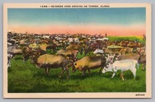 Postcard reindeer herd for sale  Kingston