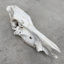 Wild feral hog for sale  Corpus Christi
