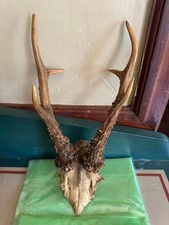 Small complete deer for sale  GLASTONBURY