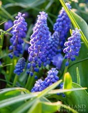 Blue grape hyacinth for sale  Dearborn Heights