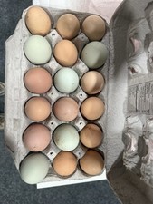 farm fertile fresh eggs for sale farm fertile fresh eggs for sale Martinsburg