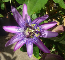 Passiflora passion flower for sale  CREWE