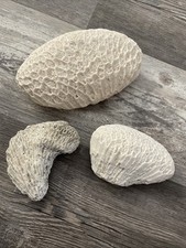 Natural white brain for sale  Pahrump