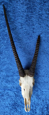 Ryx antilope gazella gebraucht kaufen  Pretzfeld