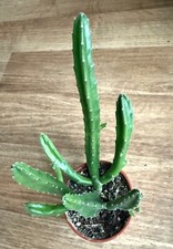 Stapelia leendertziae große gebraucht kaufen  Sömmerda