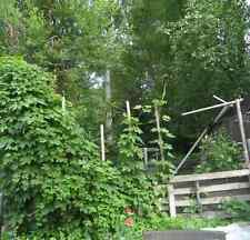Humulus lupulus hops for sale  Anchorage