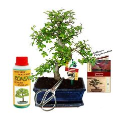 Geschenkset bonsai ulmus gebraucht kaufen  Zweibrücken