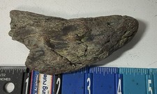 Giant sloth claw for sale  Glenwood