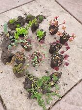 Outdoor succulents frost for sale  PORTSMOUTH