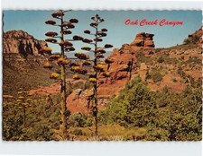 Postcard agave bloom for sale  Stevens Point