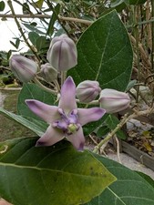Purple giant milkweed for sale  Punta Gorda