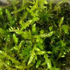 Live moss mixed for sale  Tewksbury