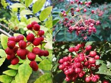 Sechuan pepper collection for sale  ST. ASAPH