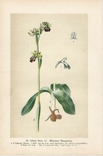 Stampa antica FIORI ORCHIDEA Ophrys fusca 1894 Antique print orchid comprar usado  Enviando para Brazil