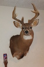 Unique whitetail deer for sale  Brandon