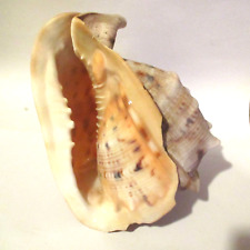 Schöne meeresschnecke cassis gebraucht kaufen  Pfreimd