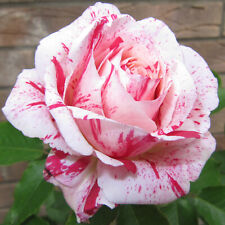 Scentimental 5.5lt potted for sale  SPALDING