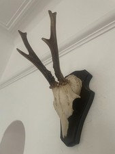 Nice antlers roe for sale  SOUTHEND-ON-SEA