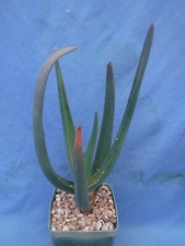 Aloe hercules starter for sale  Tucson