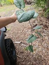 Large live plant for sale  Englewood