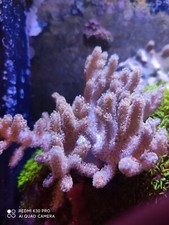 Finger leather coral for sale  FOLKESTONE