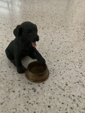 black labrador for sale  LOUGHBOROUGH