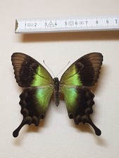 Papilio peranthus transiens gebraucht kaufen  Halle
