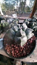 Astrophytum myrio update for sale  Monticello
