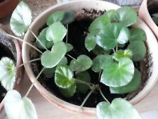 Lot plants année d'occasion  Vallauris