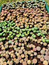 Lithops living stones for sale  CLACTON-ON-SEA