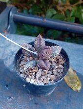 Adromischus herrei coffee for sale  CHESTER