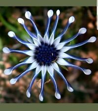 Rare blue daisy for sale  WEMBLEY
