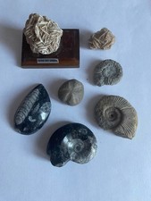 Lot fossiles orthocèras d'occasion  Pézenas
