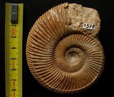 Ammonite oxfordien perisphinct d'occasion  La Chapelle-Saint-Luc