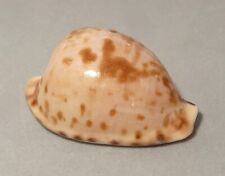 Meeresschnecke cypraea edentul gebraucht kaufen  Illertissen