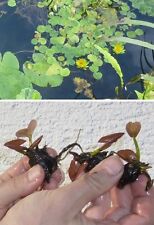 Gelbe zwergseerose blühende gebraucht kaufen  Kaiserslautern