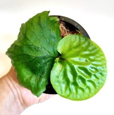 staghorn fern for sale staghorn fern for sale DERBY