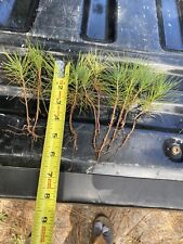 Loblolly pine tree for sale  Lakeland