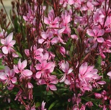 Gaura plug plants for sale  LONDON