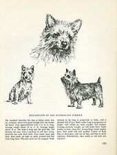 Australian terrier vintage for sale  COLEFORD