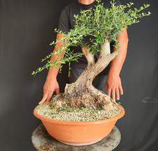 Pre bonsai esemplare usato  San Pancrazio Salentino