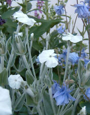 White lychnis coronaria for sale  NORWICH
