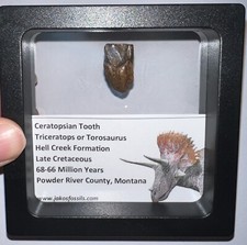 Framed triceratops torosaurus for sale  Wimauma