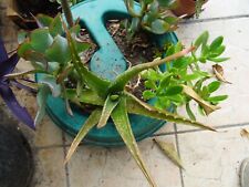 Aloé vera plantes d'occasion  Saint-Cyprien